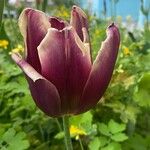 Tulipa lortetii Çiçek