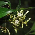 Palicourea salicifolia Flower