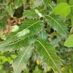 Quercus cocciferaপাতা