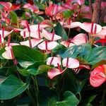 Anthurium scherzerianum Plante entière