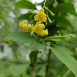 Berberis vulgaris Blomst