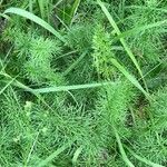 Seseli peucedanoides Hoja