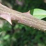 Eleutherococcus henryi Corteza