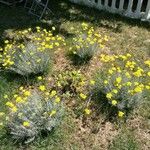 Helichrysum italicum Kvet
