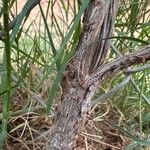 Cissus trifoliata Corteza