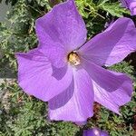 Alyogyne huegelii Flower