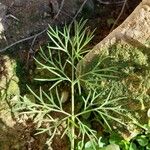 Anethum graveolens Blatt