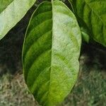 Chassalia gaertneroides Hoja