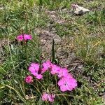 Dianthus alpinus Blomma