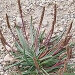Plantago crassifolia Flor
