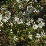 Symphyotrichum lanceolatum Pokrój