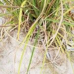 Cyperus ligularis Hoja