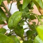 Citrus × limon 葉