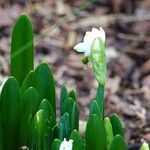 Leucojum aestivum 叶