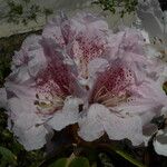 Rhododendron principis Flor