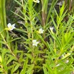 Gratiola officinalis Floare