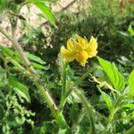 Solanum pimpinellifoliumFloare