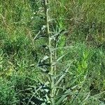 Eryngium paniculatum Habitus