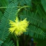 Neptunia oleracea Flower