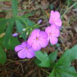 Phlox glaberrima ফুল