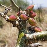 Commiphora schimperi Owoc