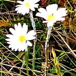 Celmisia gracilenta Çiçek
