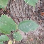 Ulmus laevis ഇല