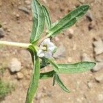 Trichodesma indicum Flower