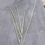 Digitaria sanguinalis Плод