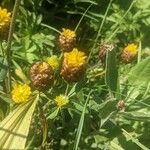 Trifolium badium Кветка
