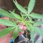 Cannabis sativaBlad