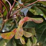 Acer platanoides Fruit