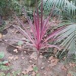 Cordyline australis 叶