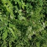 Conium maculatum Habit