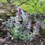 Ajuga orientalis Habit