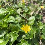 Ranunculus ficaria Flor