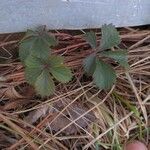 Potentilla canadensis Hoja