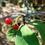 Ehretia amoena Fruit