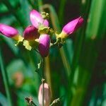 Amphilophium paniculatum Květ