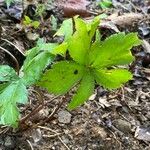 Sanicula canadensis Feuille