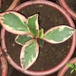 Peperomia tricolor برگ