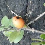 Mystroxylon aethiopicum Fruit