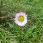 Bellis pappulosa Habit