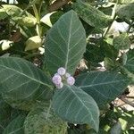 Calotropis gigantea Floro