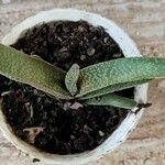 Gasteria excelsa Hostoa