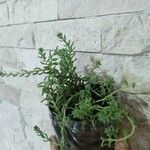 Sedum diffusum Delienn