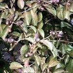 Clausena anisata Frucht