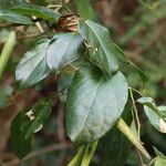 Gymnema sylvestre Folio