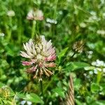 Trifolium vesiculosum Blomst