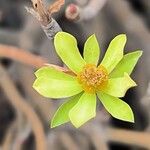 Euphorbia balsamiferaЦвят